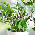 Black Raven ZZ Plant Cutting 2 Node Zamioculcas Zamiifolia Live Houseplant Indoor Low Maintenance Rooting Plant