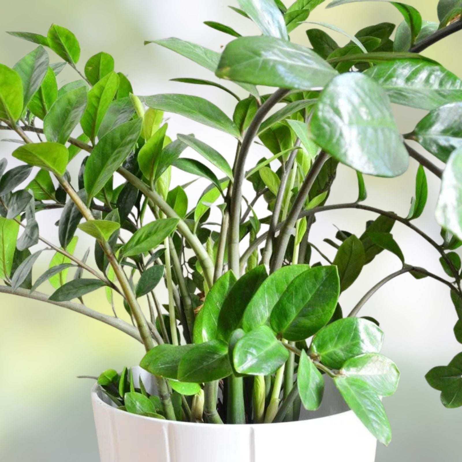 Black Raven ZZ Plant Cutting 2 Node Zamioculcas Zamiifolia Live Houseplant Indoor Low Maintenance Rooting Plant