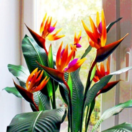 Orange Bird of Paradise Seeds 10+ | Tropical Crane Flower | Exotic Garden Plant | Strelitzia reginae | Rare Seeds