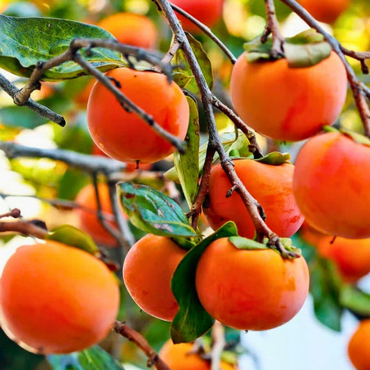 Organic Japanese Fuyu Persimmon Tree Cuttings – 6-8in Live Plant, Grafting, Rooting, Diospyros kaki, Fruit Tree, Fresh Stock