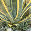 Agave Americana Yellow Edge Variegated Cuttings – 2 Small Succulent Plants – Ornamental Aloe Varieties – Live Succulents for Garden and Decor