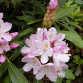 Azalea Seeds Light Pink Rhododendron Maximum Perennial Flower Bush Garden Plant 50+