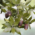 Quercus Ilex Acorns, Mediterranean Holm Oak Seeds, Live Plant, Bare Root, October 2024 Harvest, Dalmatian Coast, Tree Seeds