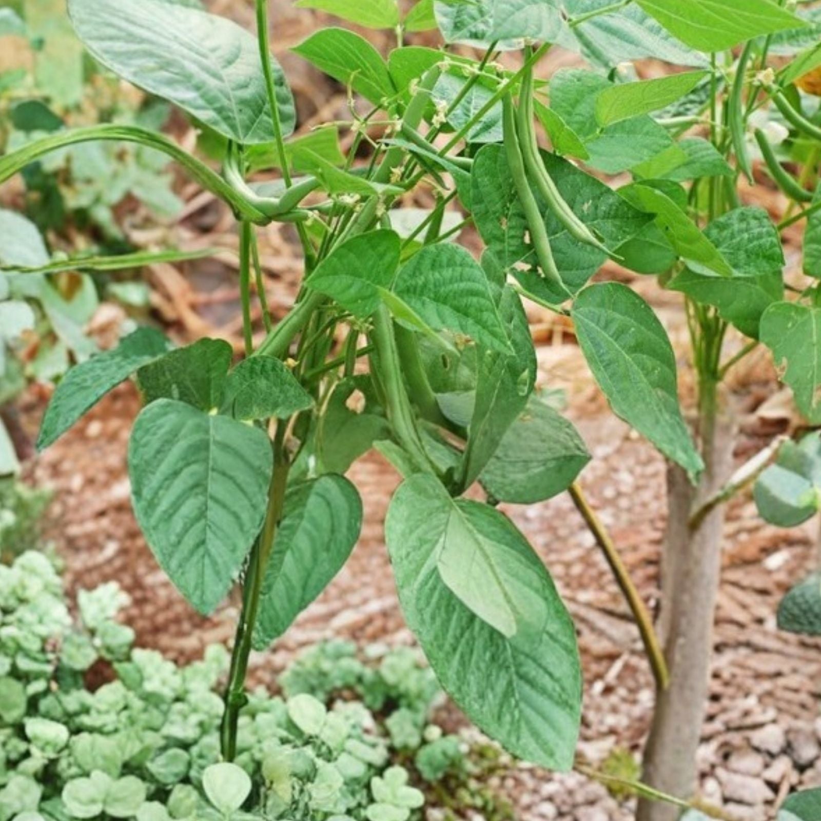 Black Valentine Bean Seeds Heirloom Organic Vegetable Seeds Phaseolus vulgaris 50+ Live Plant or Cutting