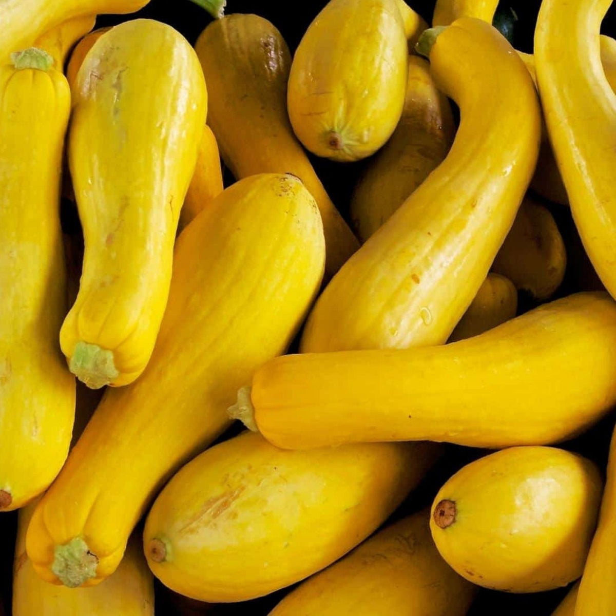 10 Ball Squash Seeds for Planting | Edible Pool Ball Sized Cucurbita pepo | Round Vegetable Seeds