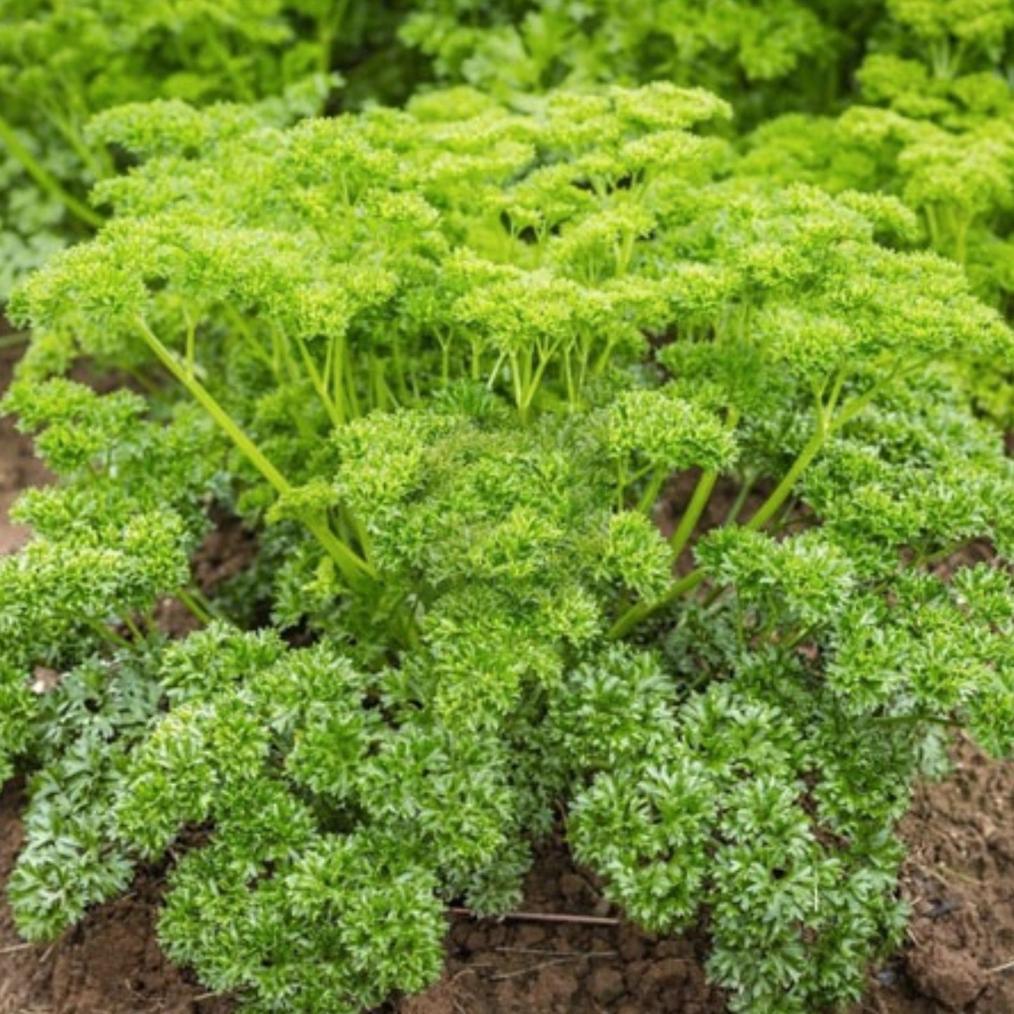 Heirloom Moss Curled Parsley Seeds Non-GMO 500+ Culinary Herb Organic Gardening Live Plant Cutting