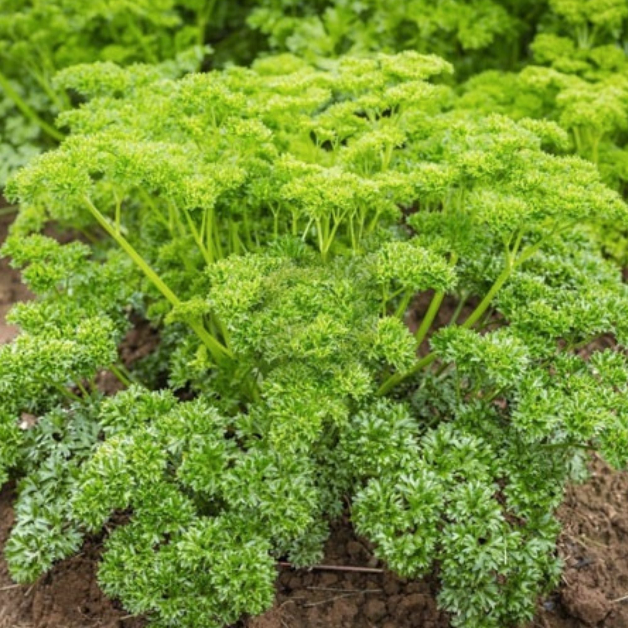 Heirloom Moss Curled Parsley Seeds Non-GMO 500+ Culinary Herb Organic Gardening Live Plant Cutting