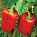 California Wonder Bell Pepper Seeds 100 Count Non-GMO Heirloom Vegetable Seeds Capsicum annuum Garden Planting