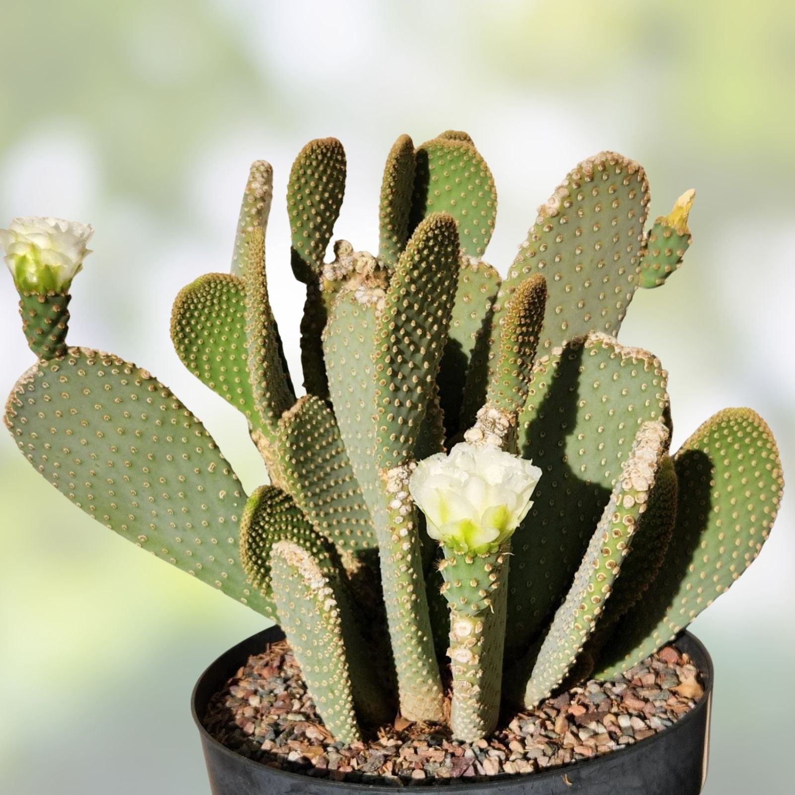 Prickly Pear Cactus Pad Cutting Opuntia Basilaris White Flower Live Succulent Desert Plant Easy to Grow