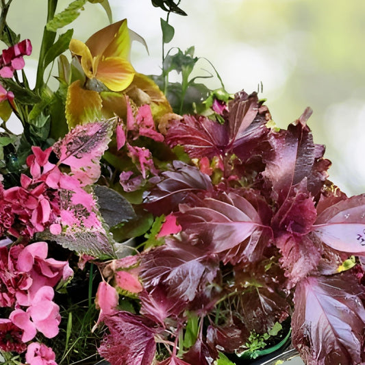 Live Rooted Coleus Cuttings Assorted Colors 5 Varieties Indoor Outdoor Garden Plant