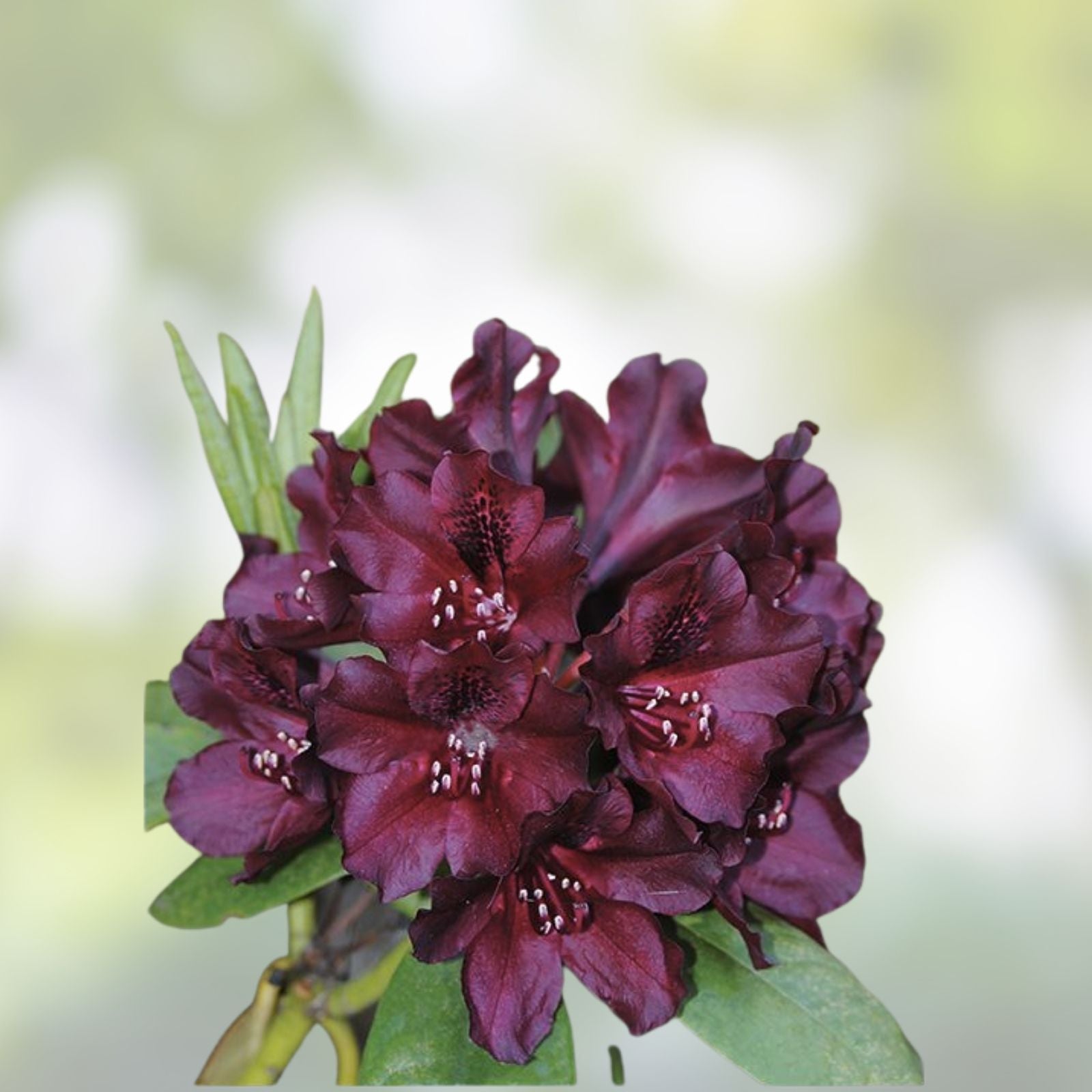 Dark Lord Rhododendron Starter Plant - Evergreen Shrub, Well Rooted, Hardy Rhododendron spp, Live Plant, Garden, Landscape, Bush