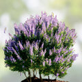 Vitex Agnus-Castus Chaste Tree Cuttings 12 Blue Purple Live Plant Starter Grafting Rooting