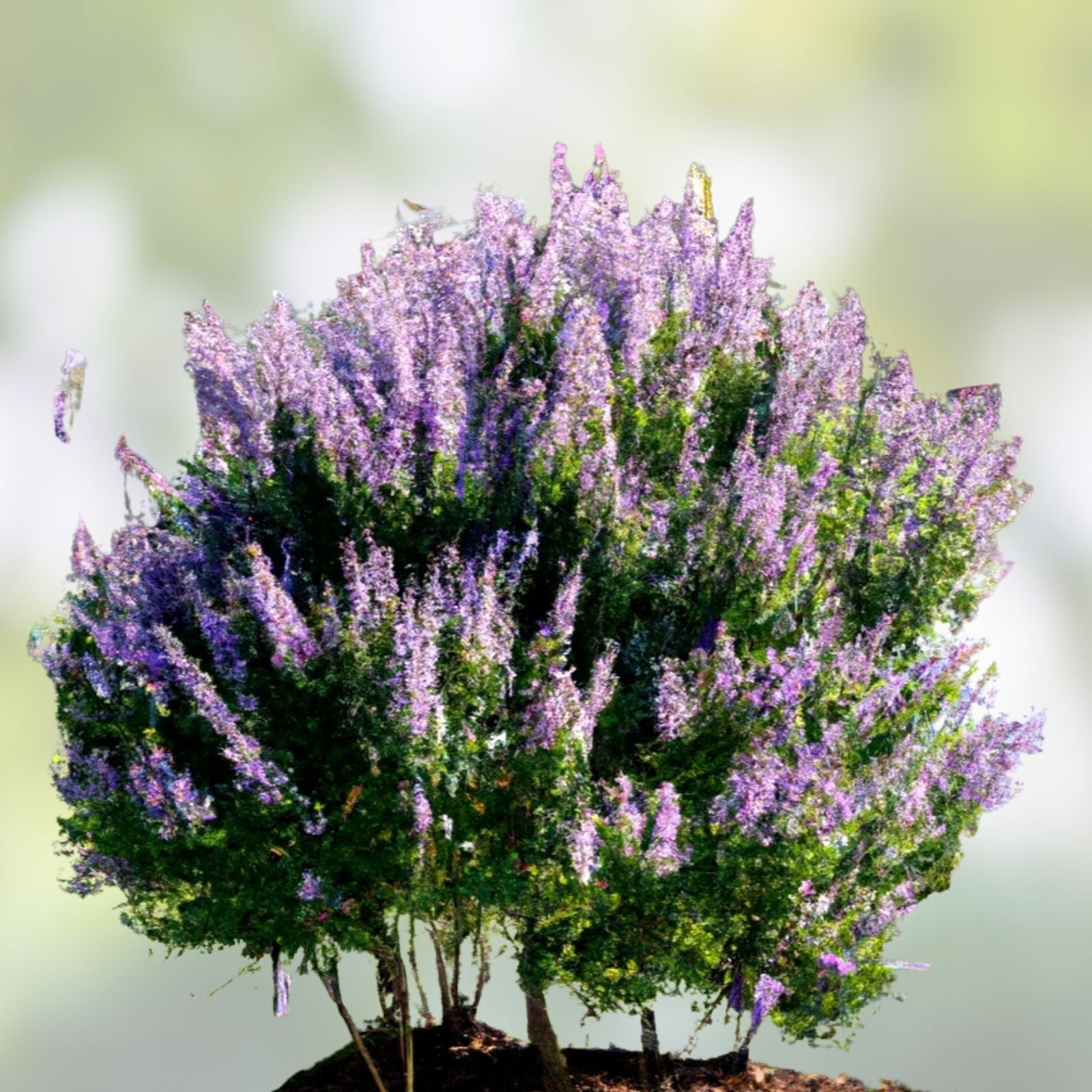 Vitex Agnus-Castus Chaste Tree Cuttings 12 Blue Purple Live Plant Starter Grafting Rooting