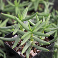 Pine Tree Succulent Cuttings 4-Pack, Cactus Propagation, Indoor Gardening, Easy-to-Grow Crassula arborescens, Succulent Plant Set