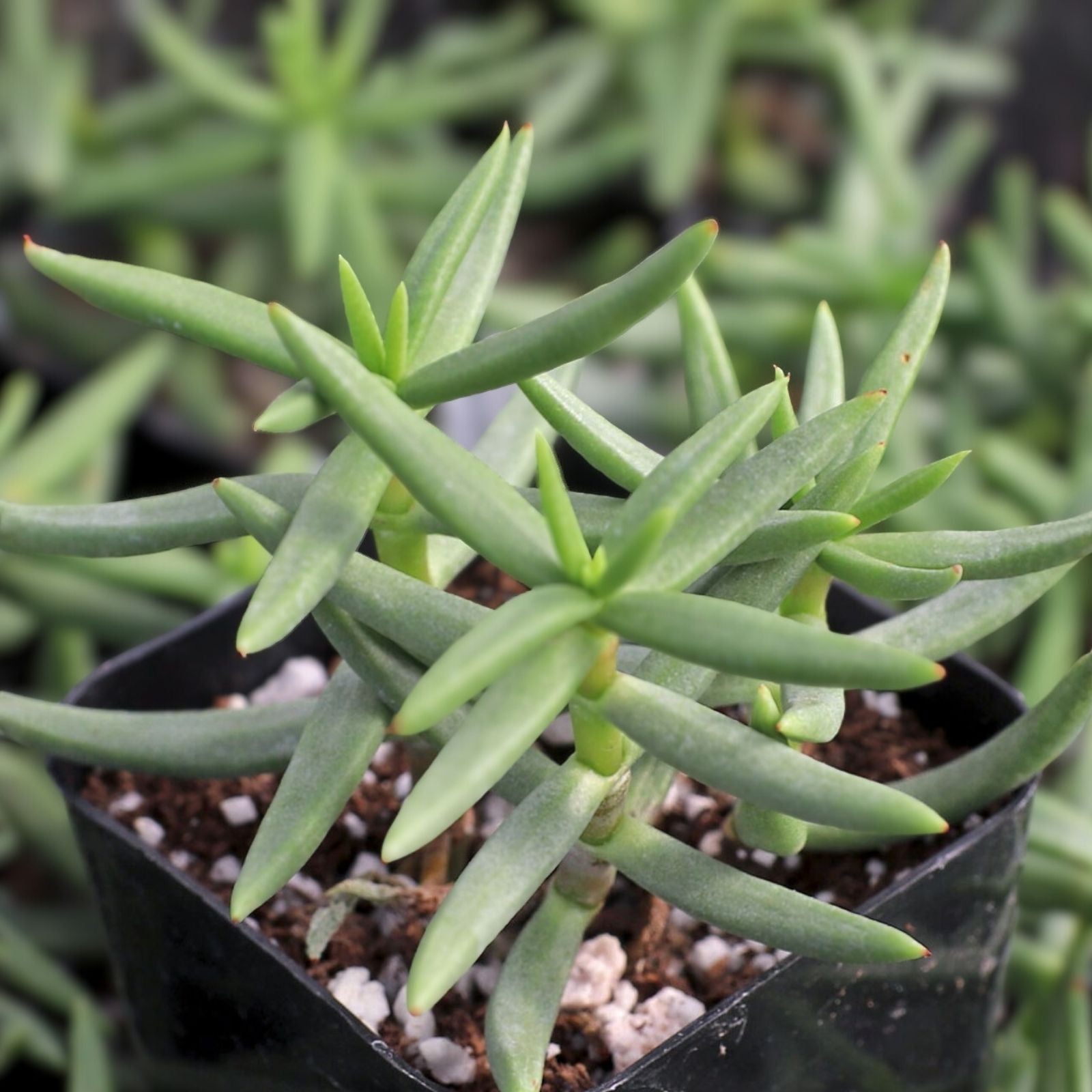 Pine Tree Succulent Cuttings 4-Pack, Cactus Propagation, Indoor Gardening, Easy-to-Grow Crassula arborescens, Succulent Plant Set
