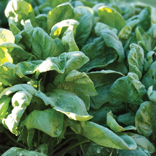 Heirloom Spinach Seeds Bloomsdale Long Standing 25+ Salad Greens Spinacia oleracea Live Plant Cutting