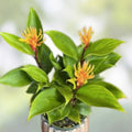 Golden Brush Dwarf Ginger Plant Burbidgea schizocheila Live Starter Plant Tropical Perennial for Garden Container