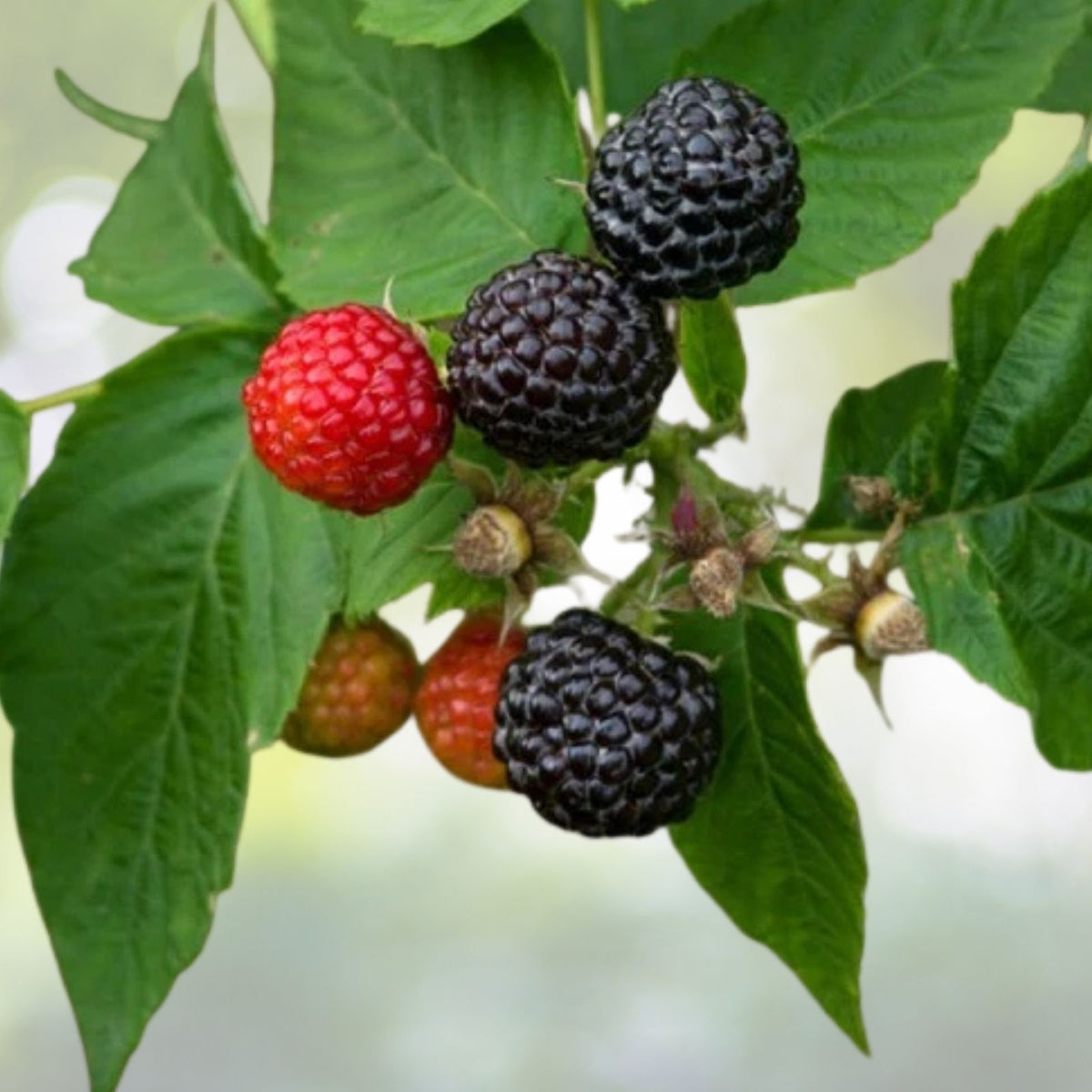 Black Raspberry Plant - Live Rooted Starter - Black Delicious Variety - Rubus occidentalis - Zones 5-9