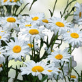 Dahlia Pom Pom Seeds - 100+ Mixed Color Flower Seeds for Planting - Dahlia pinnata - Garden Flower Seeds