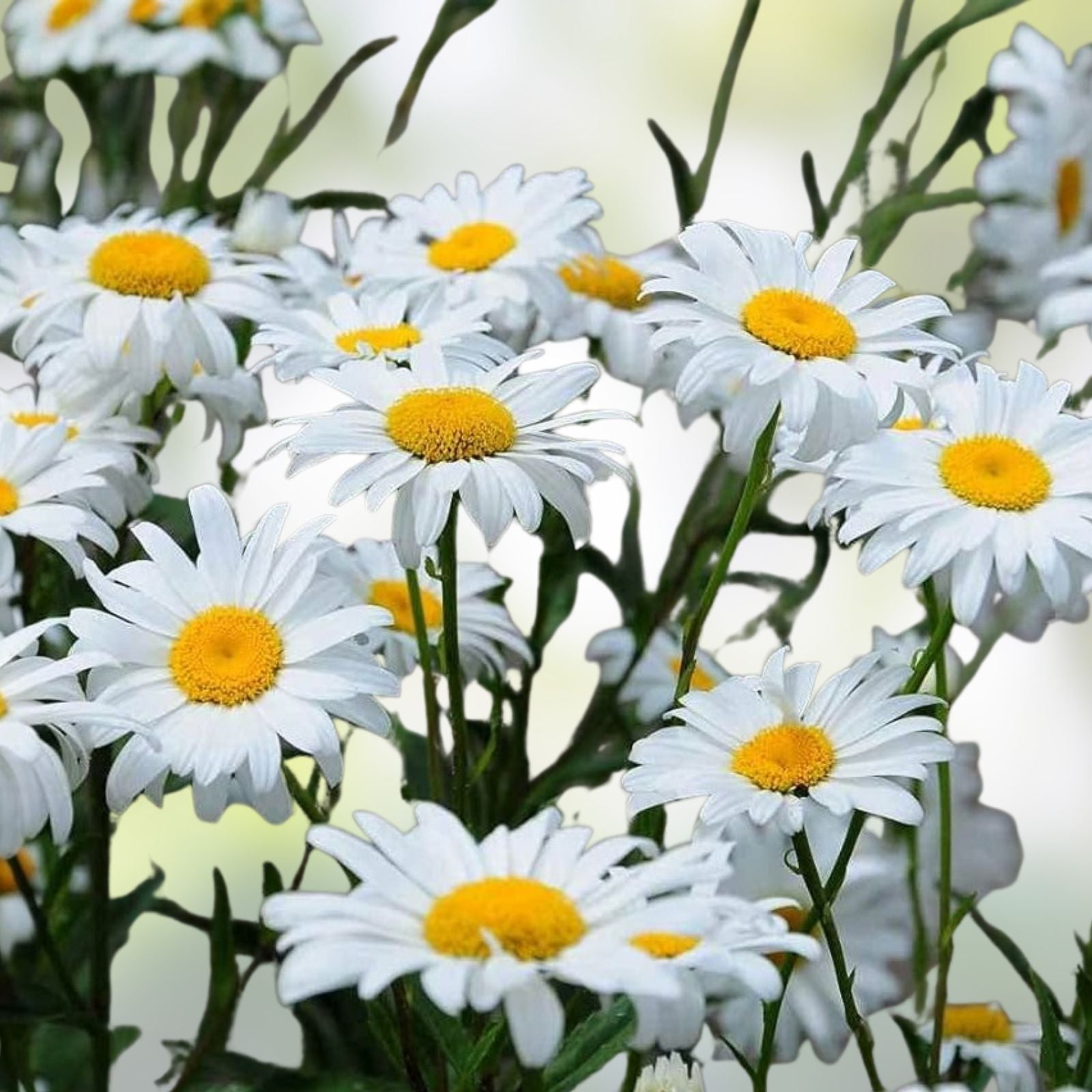 Dahlia Pom Pom Seeds - 100+ Mixed Color Flower Seeds for Planting - Dahlia pinnata - Garden Flower Seeds