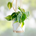 Philodendron Brasil Variegated Houseplant 3 Inch Pot | Tropical Easy Care Live Plant Cutting