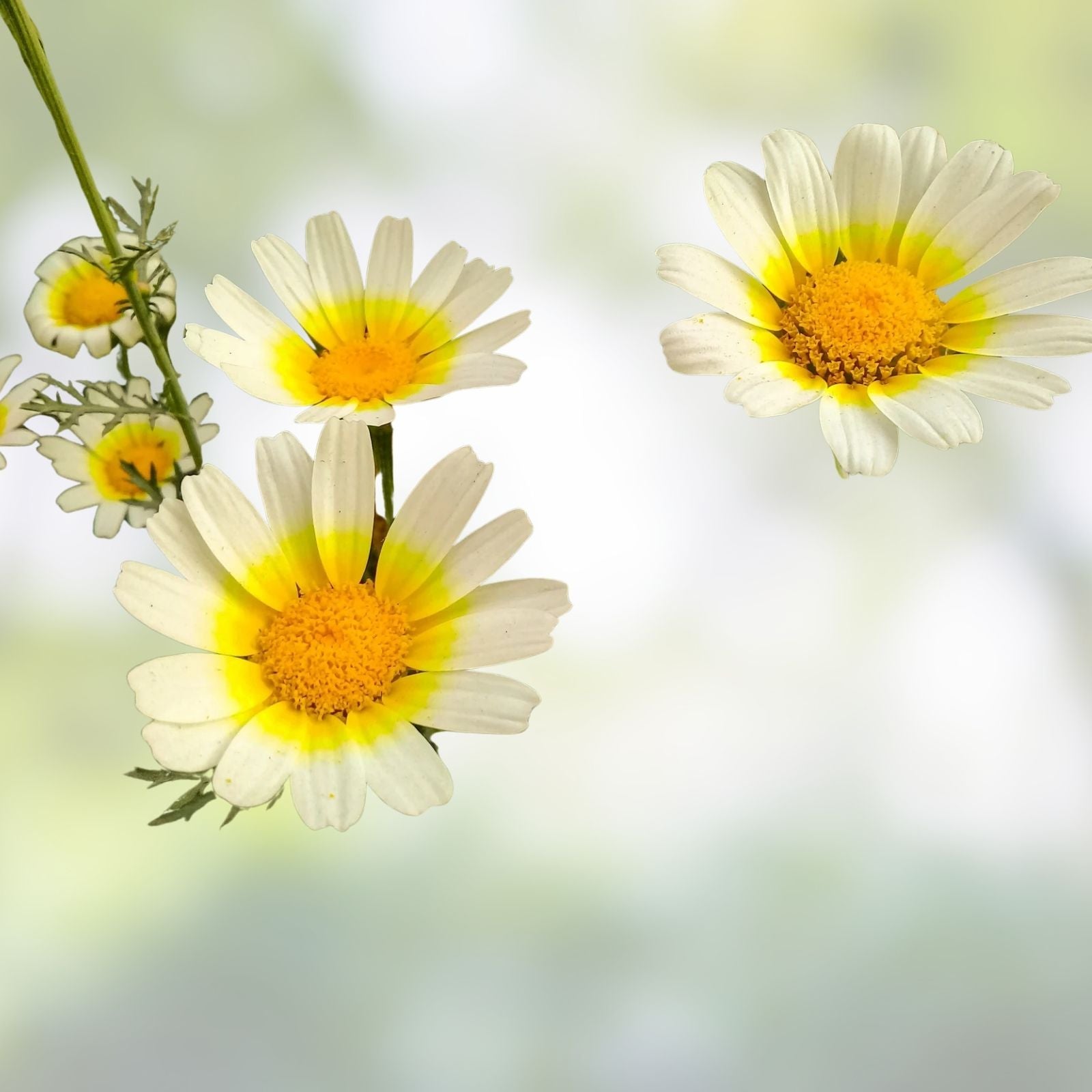 Dimorphotheca Sinuata Garland Daisy Seeds 1000+ | Colorful Ornamental Flower Seeds for Garden, Houseplant, Cutting