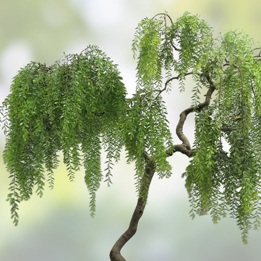 Golden Weeping Willow Tree Cuttings - Salix babylonica Live Starter Plants, Ornamental Tree, Arching Canopy, Fast Growing