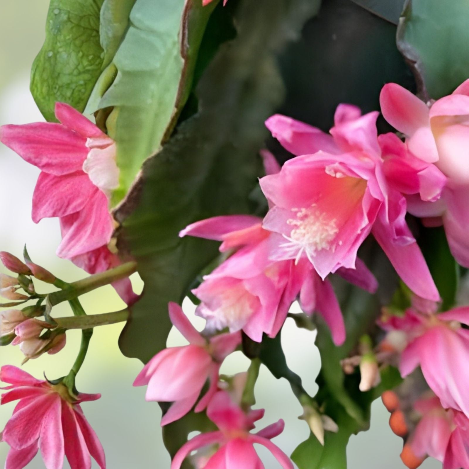 Rare Orchid Cactus Live Plant 6" German Empress Epiphyllum Succulent Houseplant Bare Root Cutting