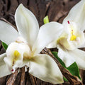 Vanilla Bean Orchid Cutting - 10-inch Fresh Vanilla Planifolia Tropical Houseplant for Aromatic Flowers