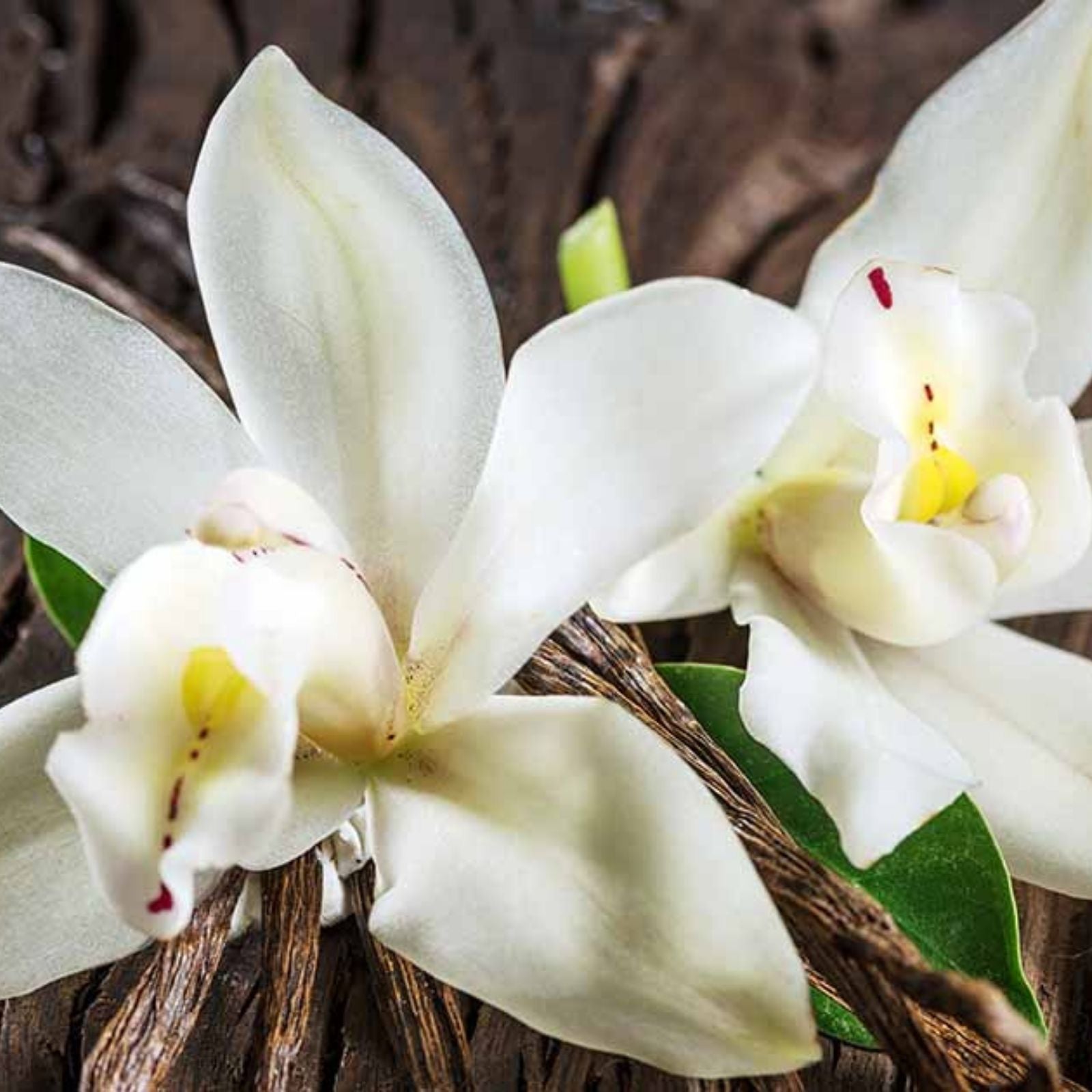 Vanilla Bean Orchid Cutting - 10-inch Fresh Vanilla Planifolia Tropical Houseplant for Aromatic Flowers