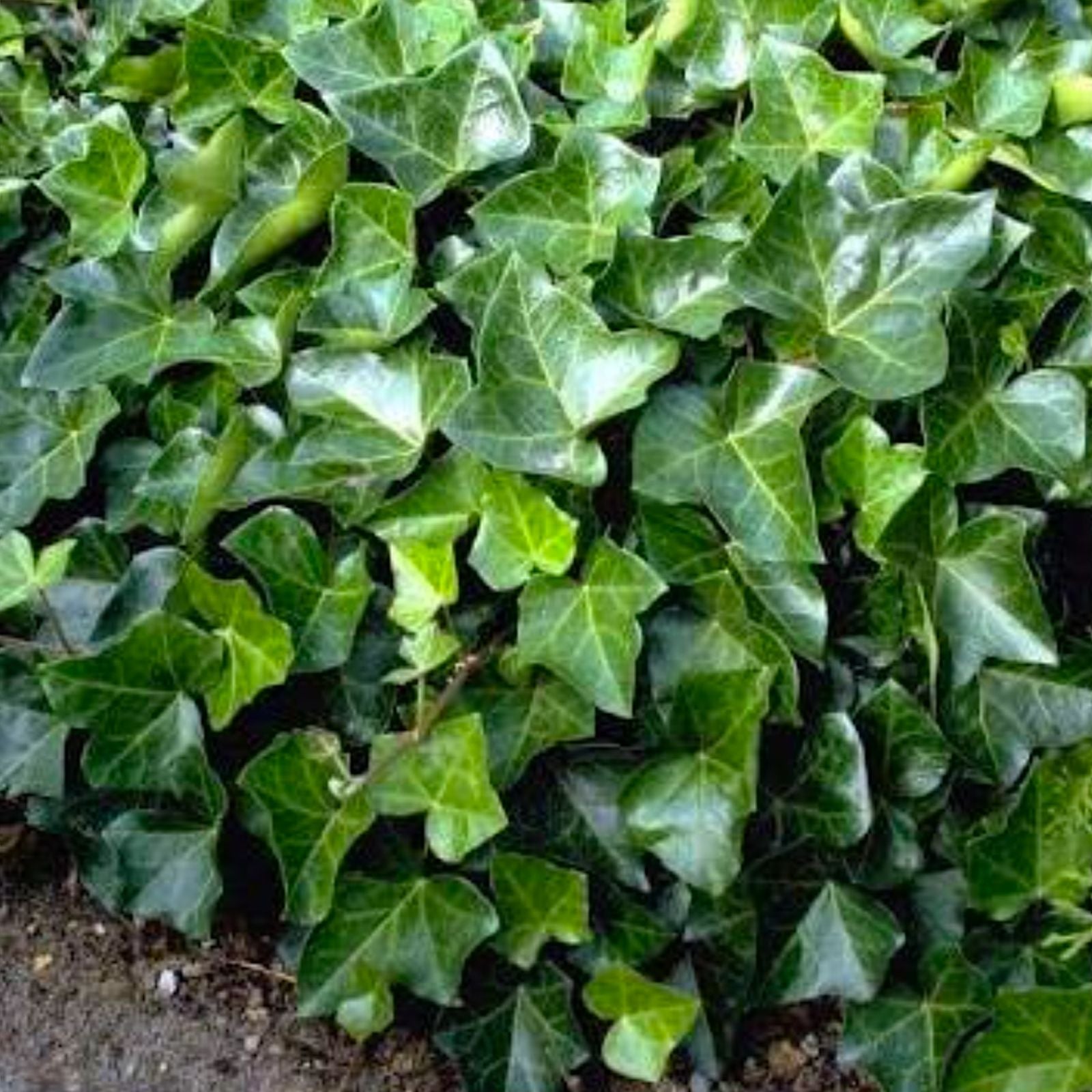 Live English Ivy Cuttings 10 Pack with Roots - Hedera helix - Ready to Plant - Fast Growing Indoor Outdoor Climbing Plant