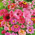 Pink Wildflower Seed Mix 200 Seeds – Organic USA Wildflower Blend for Bees Pollinators, Flowering Plant, Garden, Bare Root, Live Plant