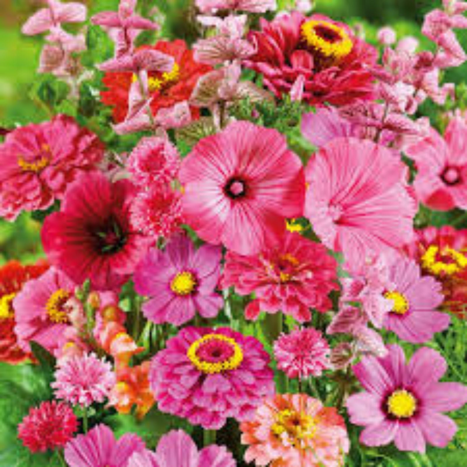 Pink Wildflower Seed Mix 200 Seeds – Organic USA Wildflower Blend for Bees Pollinators, Flowering Plant, Garden, Bare Root, Live Plant