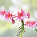 Epiphyllum Orchid Cactus Cutting Creme de Menthe Variety Live Succulent Plant Houseplant Starter