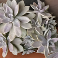 Live Succulent Plant Jade Crosby Cutting 3.5in Crassula ovata Indoor Garden Easy Care Green Houseplant