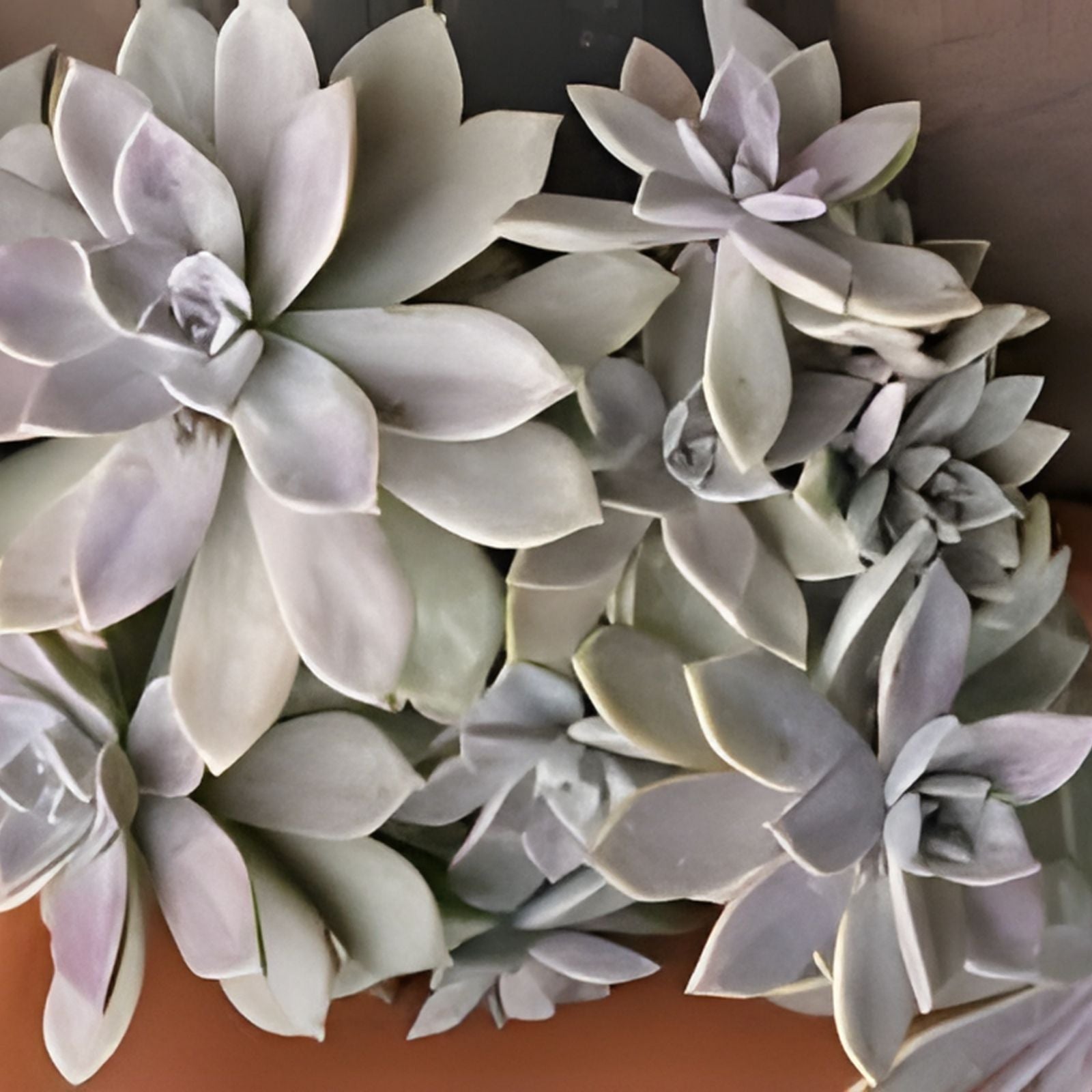Live Succulent Plant Jade Crosby Cutting 3.5in Crassula ovata Indoor Garden Easy Care Green Houseplant