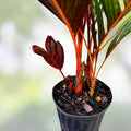 Red Crownshaft Palm Seeds 5 Pack Areca Vestiaria Live Plant Seeds for Indoor Outdoor Gardening Landscaping