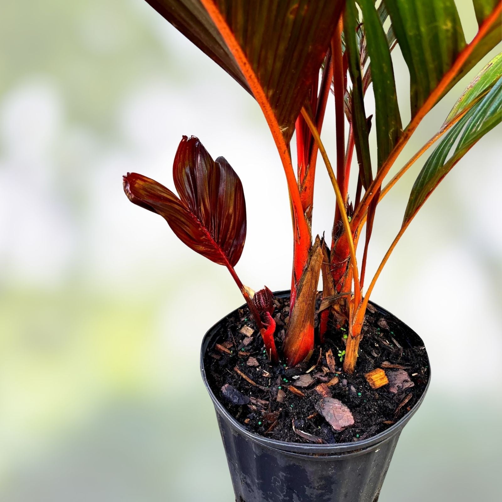 Red Crownshaft Palm Seeds 5 Pack Areca Vestiaria Live Plant Seeds for Indoor Outdoor Gardening Landscaping