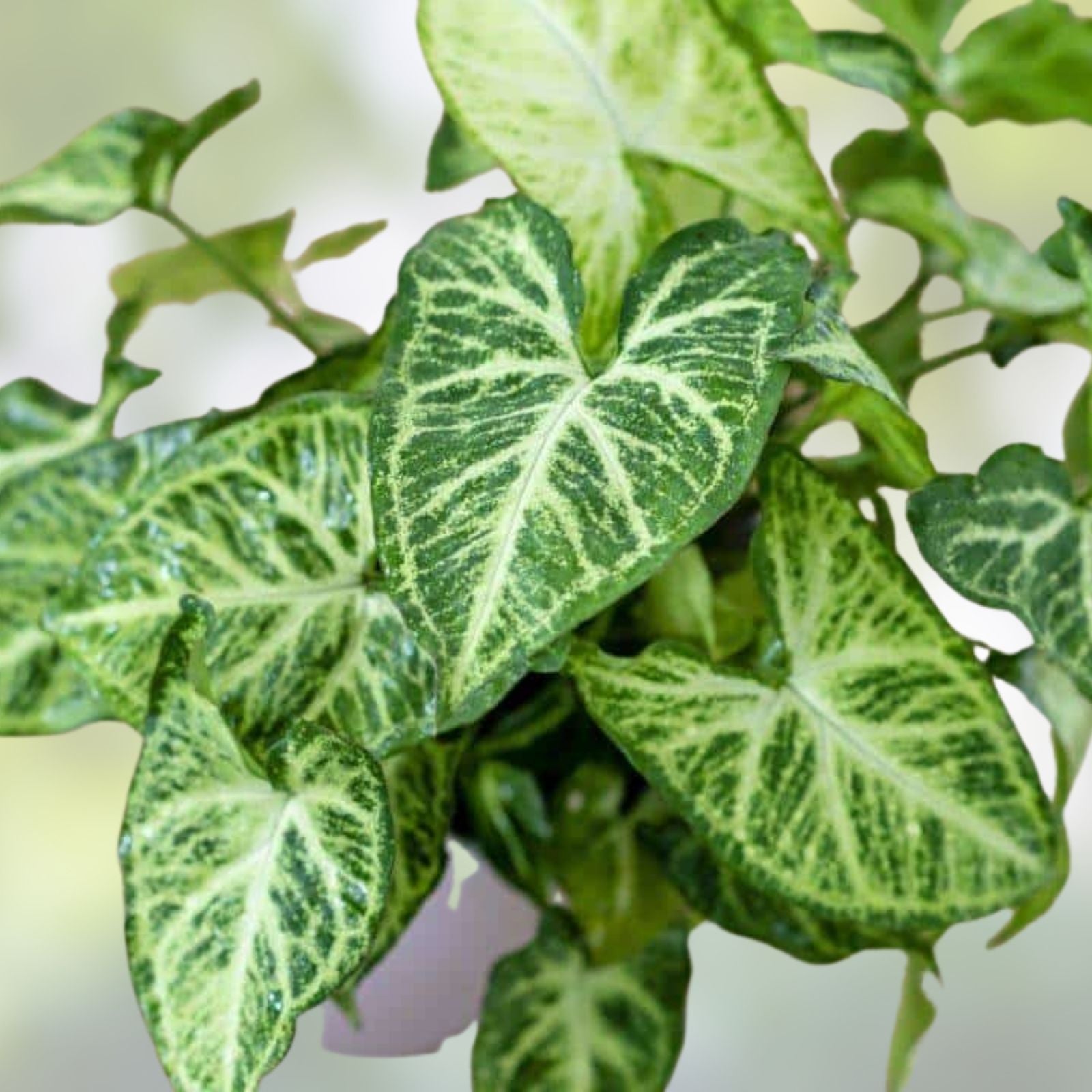Rooted Arrowhead Vine Plant Cuttings Syngonium Podophyllum Indoor Houseplant Easy Care Greenery
