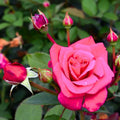 Dark Pink Rose Cuttings - 5 Fragrant Garden Rose Stems for Planting - Rosa Hybrid Propagation - Fresh Stock
