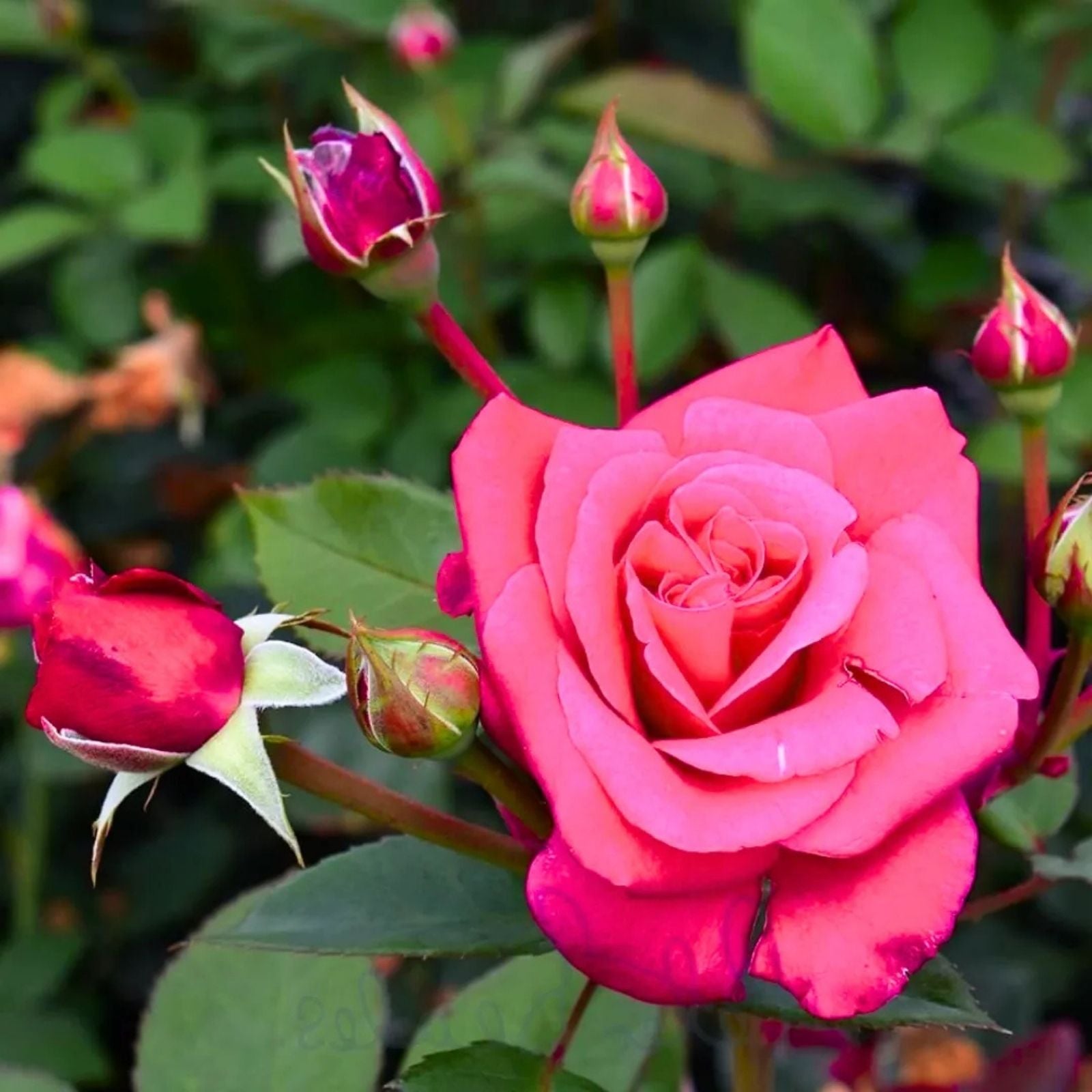 Dark Pink Rose Cuttings - 5 Fragrant Garden Rose Stems for Planting - Rosa Hybrid Propagation - Fresh Stock
