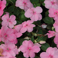 Impatiens Seeds 100-Pack Super Elfin XP Rose Walleriana Flowering Plant for Garden Patio Container Growth