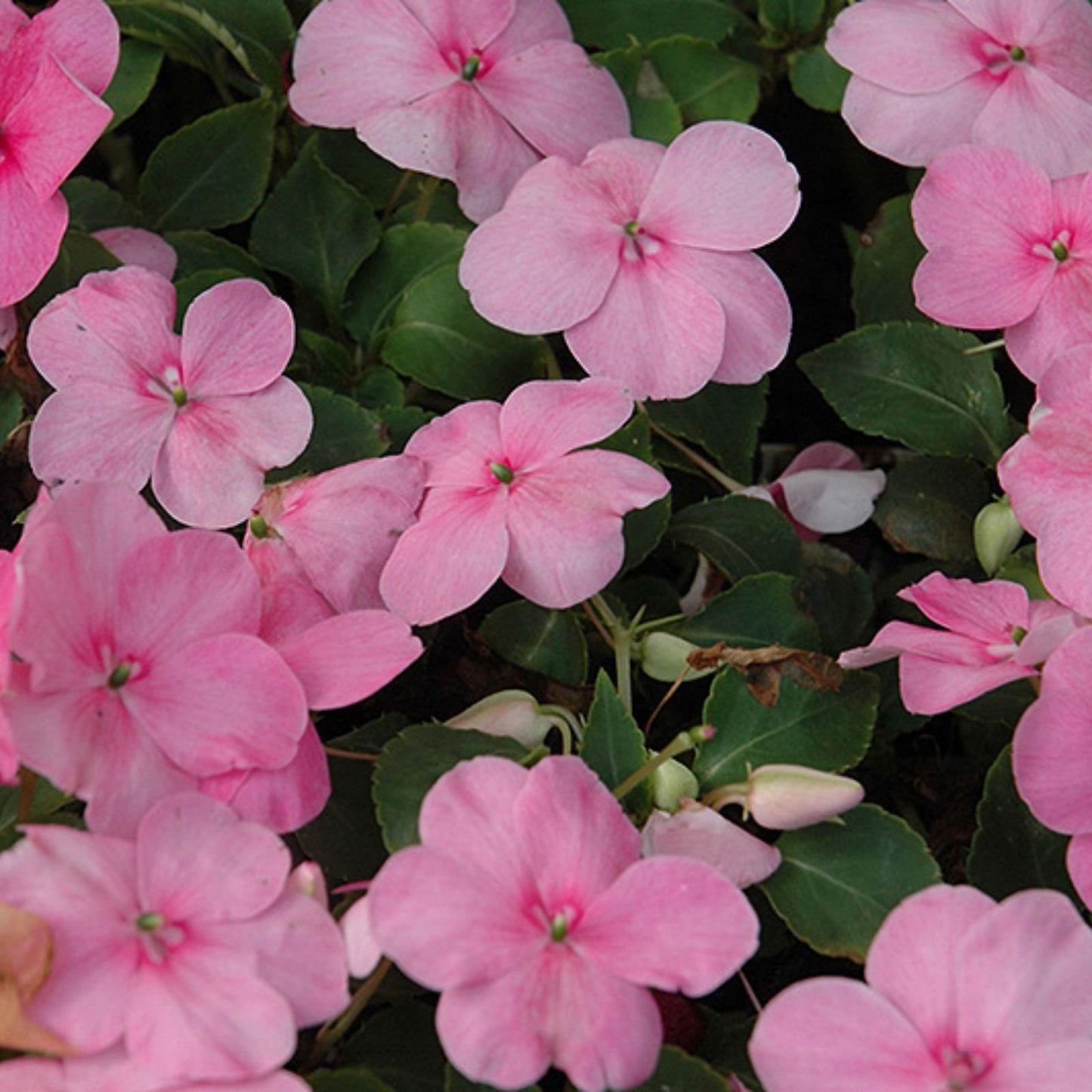 Impatiens Seeds 100-Pack Super Elfin XP Rose Walleriana Flowering Plant for Garden Patio Container Growth
