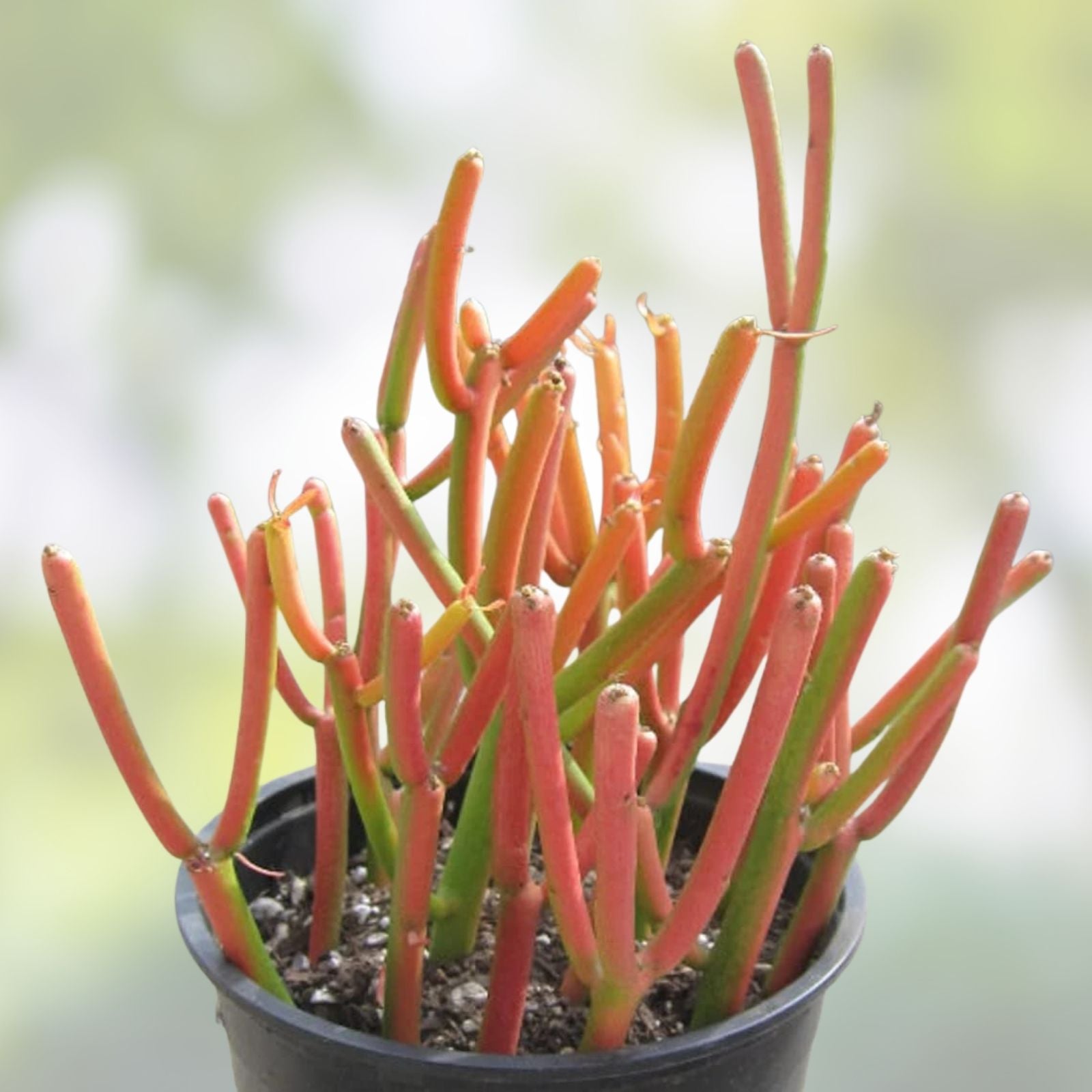 10 Fire Sticks Euphorbia Tirucalli Pencil Cactus Cuttings, Live Succulent Plants, Drought Tolerant, Indoor & Outdoor