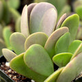 Trailing Weeping Creeping Jade Succulent Cuttings 3-Pack Senecio Jacobsenii Indoor Plant Drought Tolerant