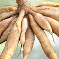 Set of 5 Yuca Cuttings Manihot esculenta Sweet Cassava Roots Live Plant Starter Bare Root Houseplant