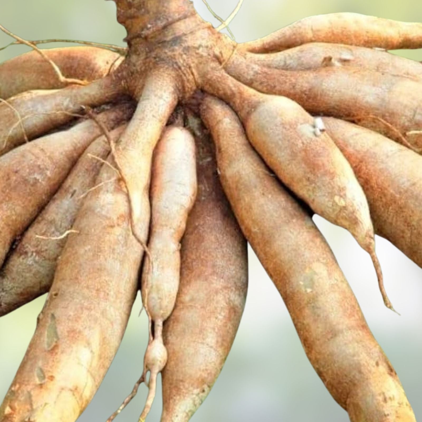 Set of 5 Yuca Cuttings Manihot esculenta Sweet Cassava Roots Live Plant Starter Bare Root Houseplant