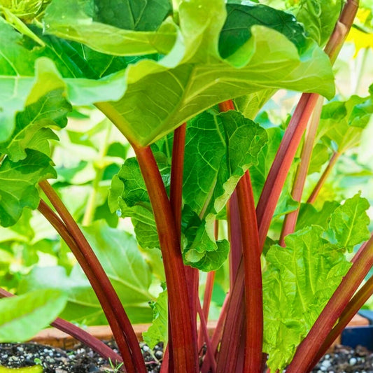Heirloom Rhubarb Seeds 1000 Non-GMO Organic Gardening Starter Plant for Home Garden Swiss Chard Variety