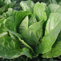 Romaine Lettuce Seeds 500 Pack - Paris Island Heirloom Non-GMO Vegetable Seeds for Home Garden Lactuca sativa