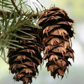 Chinese Douglas Fir Seeds 20 Pack Pseudotsuga sinensis Evergreen Conifer Tree Seeds for Planting, Live Starter or Bare Root